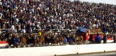 The famous Clydesdales gave the Pomona fans a look at a different kind of horsepower.